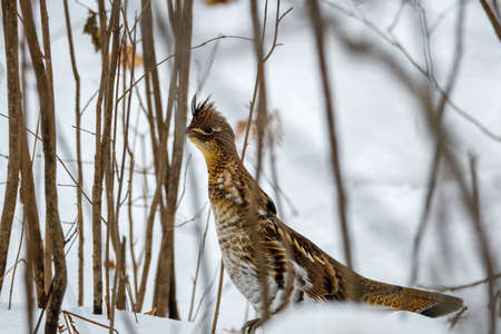 Close up of a Ruffed Grouse (Bonasa umbellus) on the snow covered ground in a small thicket of...