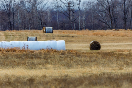 Wrapped round bales from an inline bale wrapper to make round bale silage for livestock feed. Selective focus, background blur and foreground blur.の写真素材