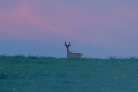 Silhouette of a young Whitetail Buck (Odocoileus virginianus) on a colorful horizon standing in a grass field. Selective focus, background blur and foreground blur. Copy space.の写真素材