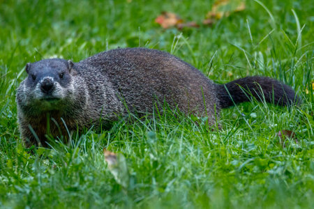 Groundhog (Marmota monax), also known as a woodchuck, feeding on grass during summer. Selective focus, background blur and foreground blur.の写真素材