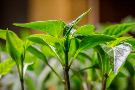 Close up of young Pepper (Capsicum annuum) seedling growing indoors during early spring. Selective focus, background blur and foreground blurの写真素材