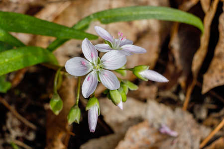 Close up of Carolina Spring Beauty (Claytonia caroliniana) wild flowers during spring. Selective...