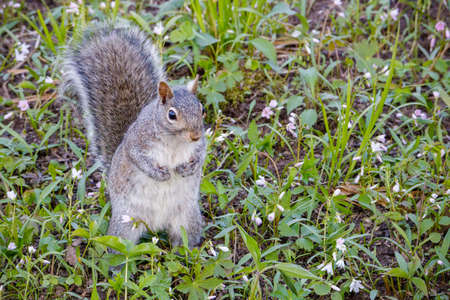 Wild Eastern gray squirrel (Sciurus carolinensis) standing on two legs looking for danger during spring. Selective focus, background blur and foreground blur.の写真素材