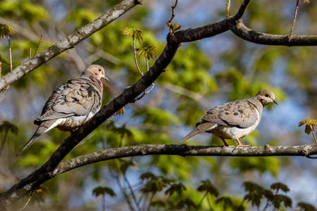 Pair of Mourning doves (Zenaida macroura) perched on a tree limb during spring. Selective focus, background blur and foreground blur.の写真素材