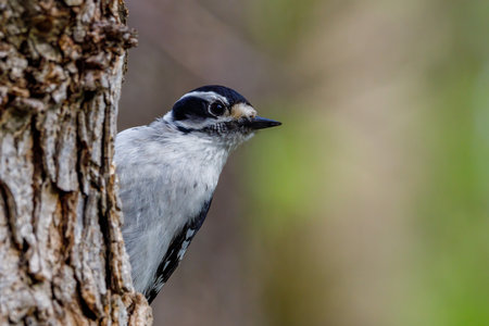 Close up portrait of a Downy woodpecker (Dryobates pubescens) perched on a tree trunk during spring. Selective focus, background blur and foreground blur.の写真素材