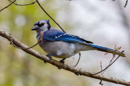 Close up of a Blue jay (Cyanocitta cristata) perched in a tree during spring. Selective focus, background blur and foreground blur.の写真素材