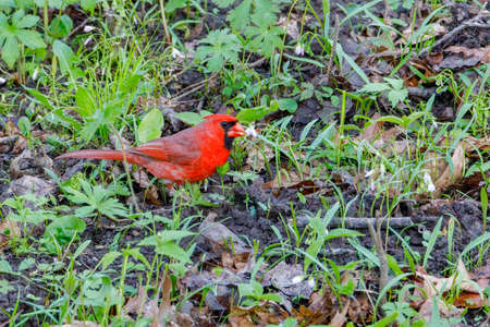 Northern cardinal (Cardinalis cardinalis) on the ground feeding on a carolina spring beauty (Claytonia caroliniana) wildflower during spring. Selective focus, background blur and foreground blur.の写真素材