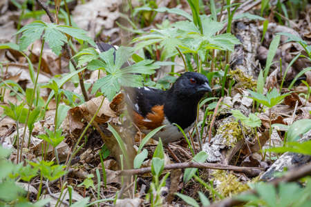 Eastern towhee (Pipilo erythrophthalmus) foraging on the ground during spring. Selective focus, background blur and foreground blur.の写真素材