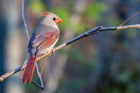 Female Northern cardinal (Cardinalis cardinalis) perched on a tree limb during spring. Selective focus, background blur and foreground blur.の写真素材