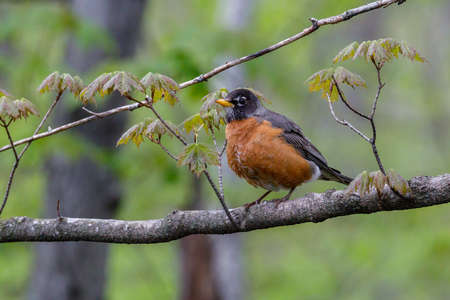 American robin (Turdus migratorius) perched on a tree limb during spring.