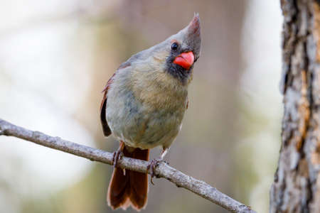 Female Northern cardinal (Cardinalis cardinalis) perched on a tree limb during spring. Selective focus, background blur and foreground blur.の写真素材