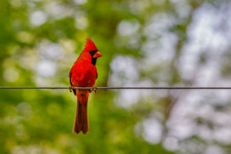 Northern cardinal (Cardinalis cardinalis) perched on a wire during summer.の写真素材