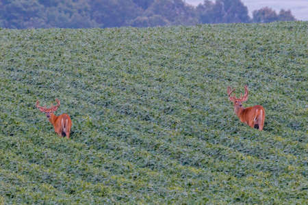 Pair of trophy white-tailed bucks (Odocoileus virginianus) with velvet antlers during summer feeding...