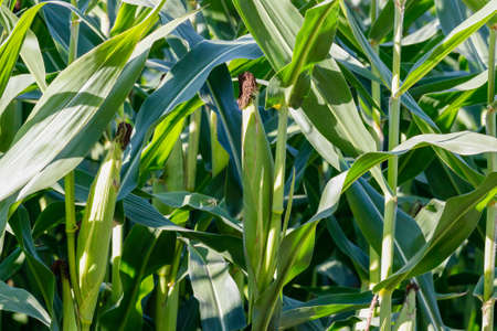 Close up of a healthy corn growing in a field during summer.