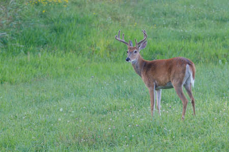 White-tailed Buck (Odocoileus virginianus) in the process of molting with velvet antlers during late summer. Selective focus, background and foreground blurの写真素材