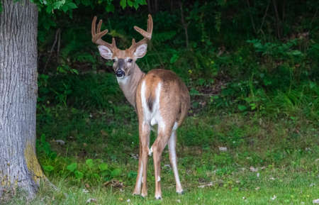 White-tailed Buck (Odocoileus virginianus) with velvet antlers during late summer. Selective focus, background and foreground blur.の写真素材