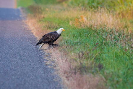 Bald Eagle (Haliaeetus leucocephalus) feeding on a dead animal on the side of the road. Selective focus, background blur and foreground blur.の写真素材