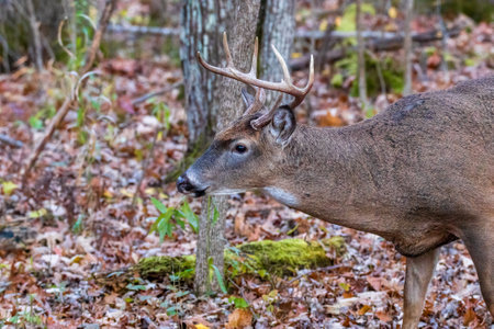 Close up of an antlered White-tailed buck (Odocoileus virginianus) during autumn. Selective focus, background blur and foreground blur.の写真素材