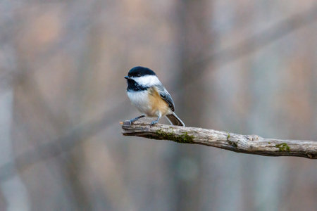 Close up portrait of a Black-capped chickadee (Poecile atricapillus) perched on a dead tree branch during autumn. Selective focus, background blur and foreground blur.の写真素材