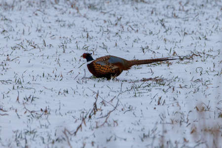 Rooster Ring-necked Pheasant (Phasianus colchicus) during winter on a snow covered field that has...