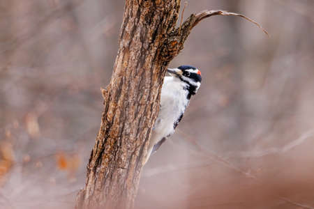 Hairy woodpecker (Leuconotopicus villosus) perched on a tree trunk during winter. Selective focus, background blur and foreground blur.の写真素材