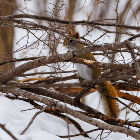 American Red Squirrel (Tamiasciurus hudsonicus) hidden in the brush during winter with snow. Selective focus, background blur and foreground blur.の写真素材