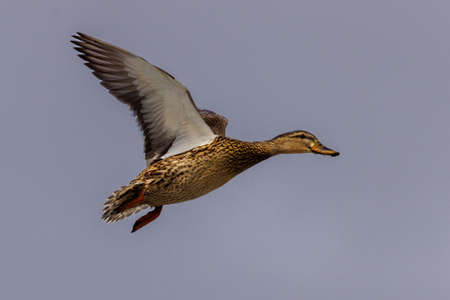 Hen Mallard (Anas platyrhynchos) duck flying in the air with a blue gray skyの写真素材