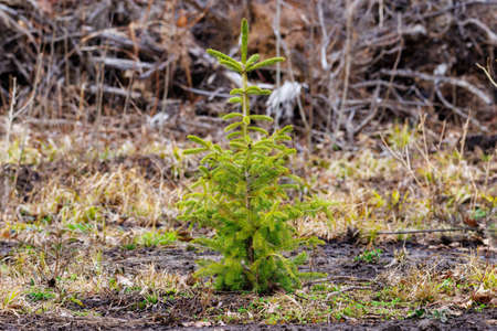 Young spruce tree sapling planted and growing in a clear-cut forest during early spring. Selective focus, background blur and foreground blur.の写真素材