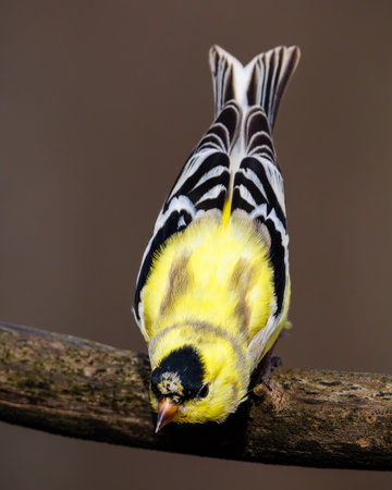 Close up of a male American Goldfinch (Spinus tristis) molting into breeding plumage during early...
