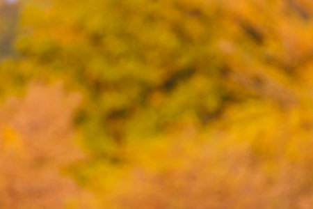 Blurred abstract background with colors of natural woodlands during autumn.