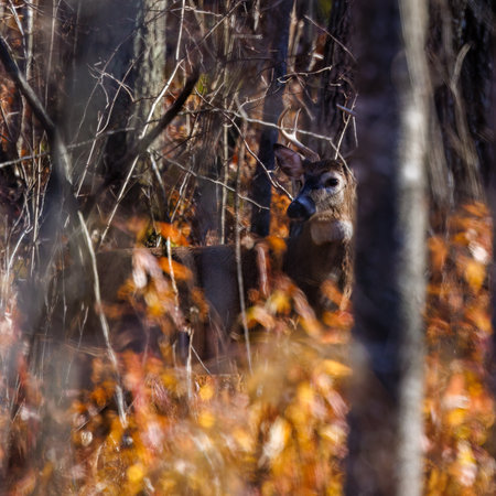 White-tailed Buck (Odocoileus virginianus) in thick brush during fall in Wisonsin. Selective focus, background blur and foreground blur.の写真素材