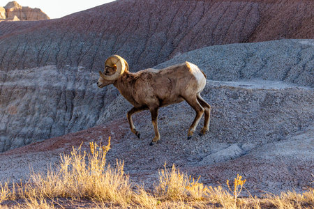 Bighorn sheep (Ovis canadensis) ram in Badlands National Parkの写真素材