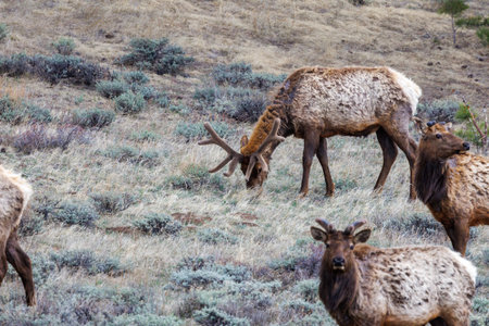 Elk (Cervus Canadensis) in Rocky Mountain National Park during spring.の写真素材