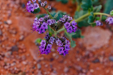Scorpion weed (Phacelia crenulata) in Arizona during springの写真素材