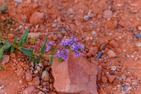 Scorpion weed (Phacelia crenulata) in Arizona during springの写真素材