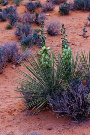 Yucca angustissima, also known as narrowleaf yucca, in the northern Arizona desert during spring.の写真素材