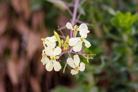 Raphanus sativus (wild radish) growing in San Diego County, California during spring.の写真素材