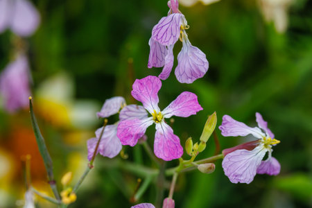 Raphanus sativus (wild radish) growing in San Diego County, California during spring.の写真素材