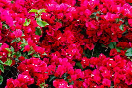 Red Bougainvillea flowers growing in San Diego County, California during spring.の写真素材