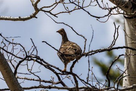 Ruffed Grouse (Bonasa umbellus) perched on an aspen tree near Grand Teton National Park in Wyomingの写真素材