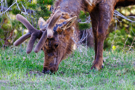 Bull elk (Cervus canadensis) grazing on grass during spring with velvet antlers in Grand Teton National Parkの写真素材