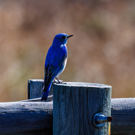 Mountain bluebird (Sialia currucoides) perched on a wood fence with a blurred background during springの写真素材