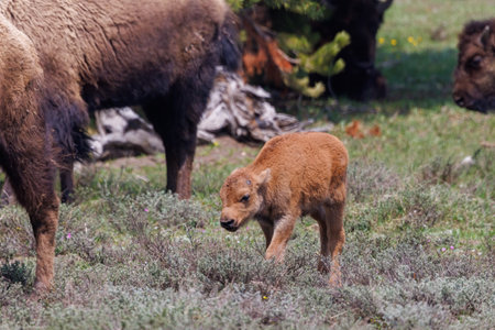 American bison calf, also known as a red dog, with a herd of bison in a grass field in Yellowstone National Park during spring.の写真素材