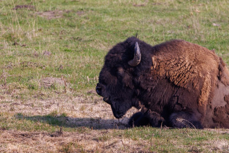 Head shot of American bison, also known as buffalo, laying down in a grass field in Yellowstone National Park during springの写真素材