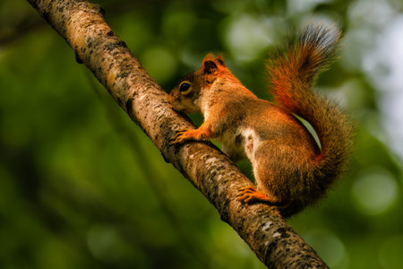Close up of an American Red Squirrel (Tamiasciurus hudsonicus) on a tree limb during spring. Selective focus, background blur and foreground blur.の写真素材