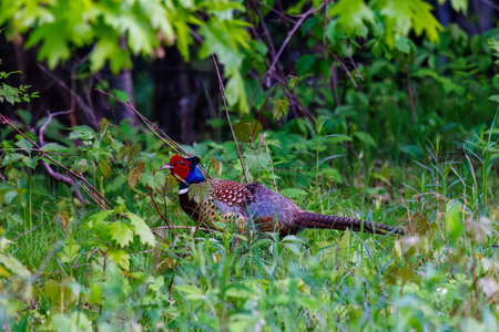 Ring-necked pheasant (Phasianus colchicus) standing on the edge of the forest during spring.