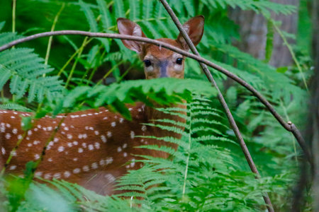 White-tailed deer (Odocoileus virginianus) fawn with spots in the forest hidden by wild ferns.の写真素材