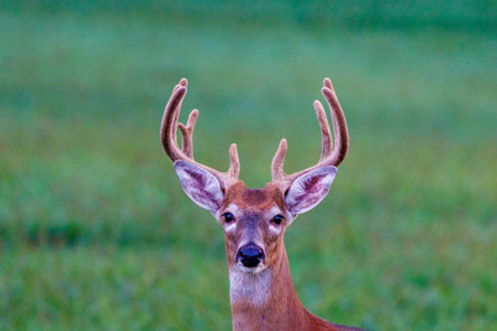 Close up portrait of a white-tailed buck deer (Odocoileus virginianus) with velvet antlers looking at camera during late summer.の写真素材
