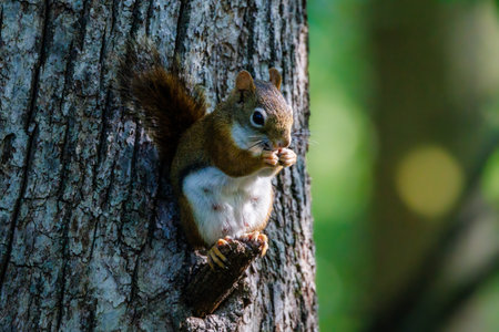 Close up of an American Red Squirrel (Tamiasciurus hudsonicus) eating a seed from a tree limb during...