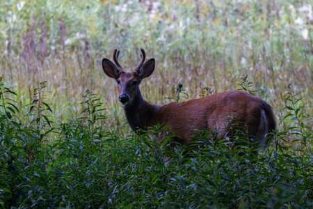 Whitetail buck deer (Odocoileus virginianus) with velvet antlers standing on the edge of a meadow...